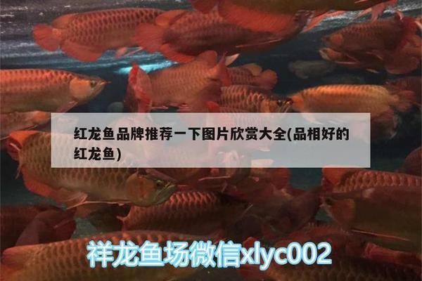 紅龍魚品牌推薦知乎文章怎么寫的好：紅龍魚品牌推薦的知乎文章寫作思路