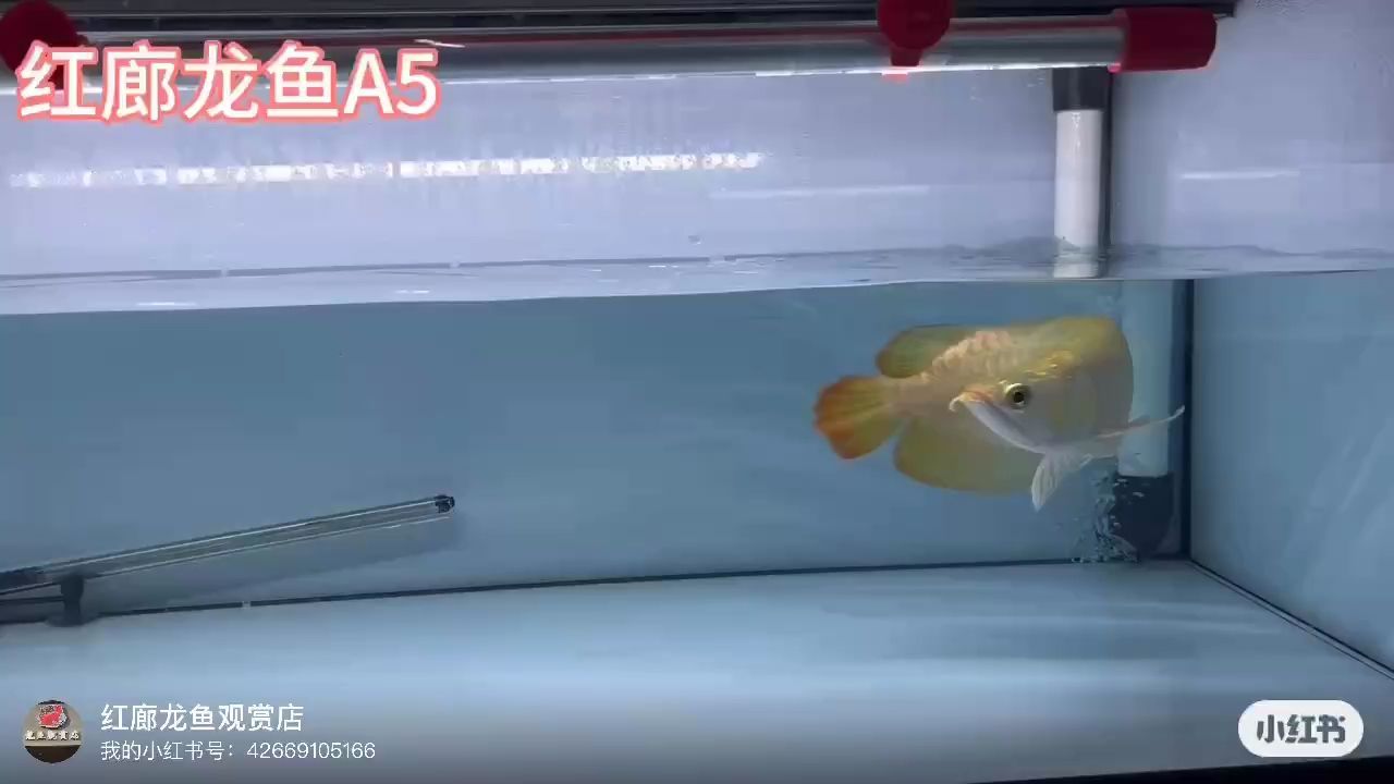 大湖紅龍（#觀賞魚#印尼紅龍小翹頭，尾#現場實拍）