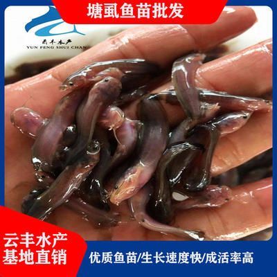 廣州觀賞魚養(yǎng)殖基地在哪兒有賣(廣州觀賞魚養(yǎng)殖基地廣州觀賞魚養(yǎng)殖基地廣州觀賞魚養(yǎng)殖基地) 天王紅龍 第4張 廣州觀賞魚養(yǎng)殖基地在哪兒有賣(廣州觀賞魚養(yǎng)殖基地廣州觀賞魚養(yǎng)殖基地廣州觀賞魚養(yǎng)殖基地) 廣州觀賞魚養(yǎng)殖基地在哪兒有賣(廣州觀賞魚養(yǎng)殖基地廣州觀賞魚養(yǎng)殖基地廣州觀賞魚養(yǎng)殖基地) 天王紅龍 第4張