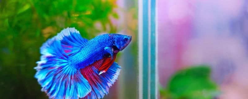 斗魚不吃飼料怎么辦會吃撐嗎