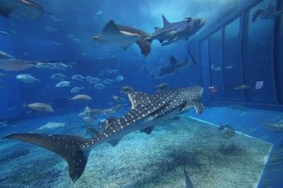 NO1水族（no1水族用品）