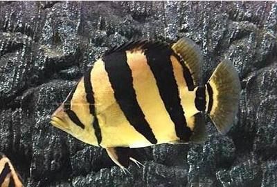 虎魚(yú)身上發(fā)黑怎么回事：虎魚(yú)身上發(fā)黑可能由多種原因引起