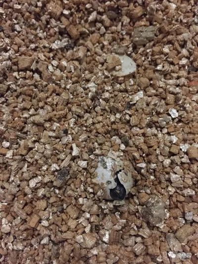 豬鼻龜蛋孵化技術要點和注意事項有哪些：怎么自己在家孵化烏龜蛋？