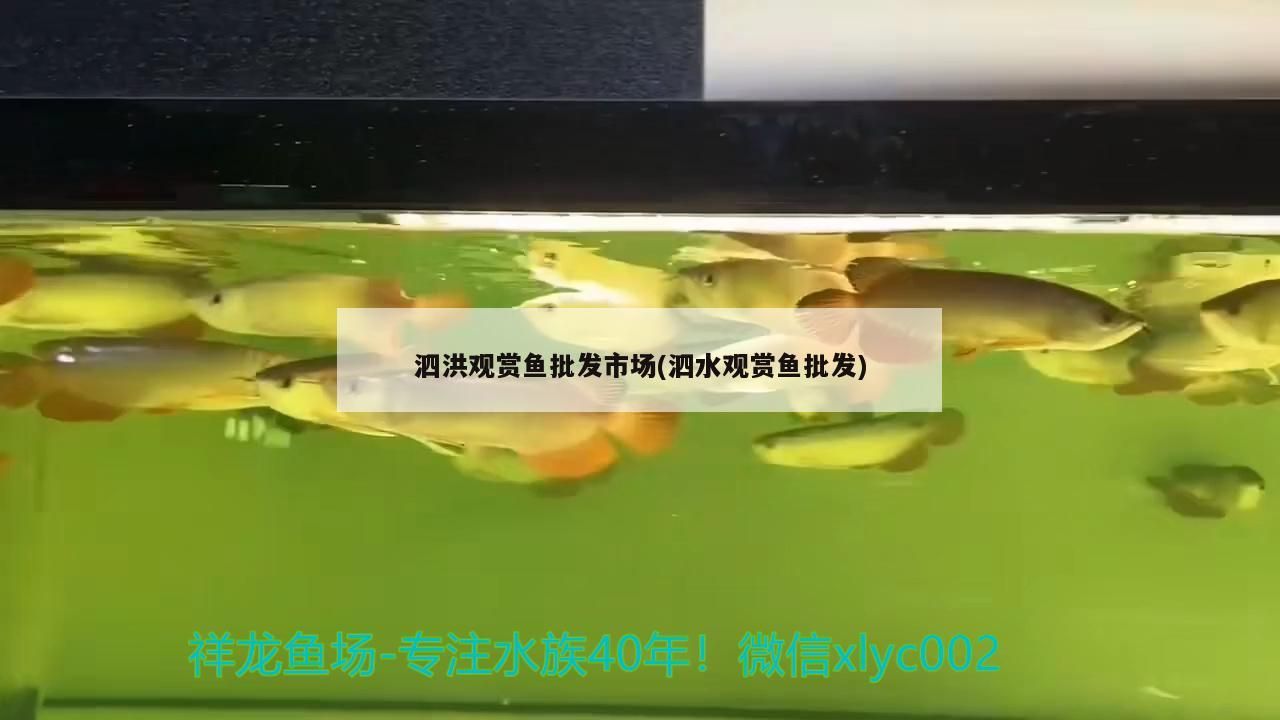 泗洪觀賞魚批發市場(泗水觀賞魚批發)