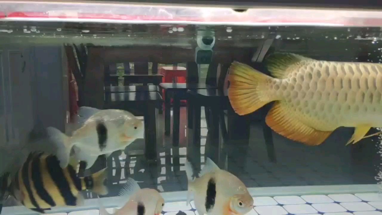 揚州水族館一字過背