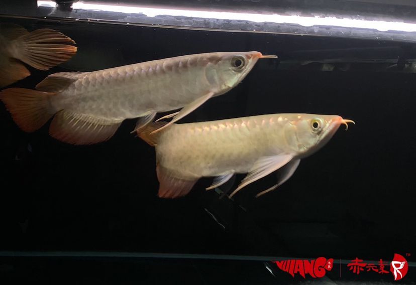 最新批次赤元素紅龍幼魚安全到達(dá)御瀾閣 赤元素 第4張 最新批次赤元素紅龍幼魚安全到達(dá)御瀾閣 最新批次赤元素紅龍幼魚安全到達(dá)御瀾閣 赤元素 第4張