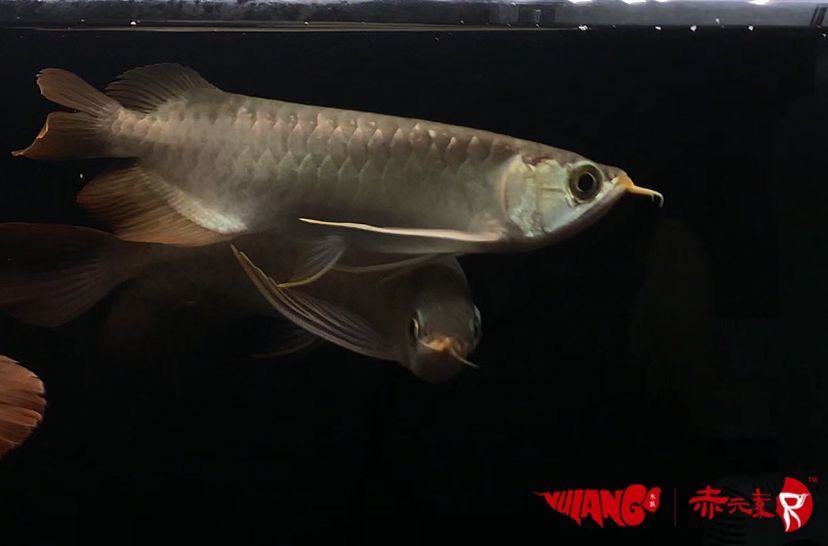 最新批次赤元素紅龍幼魚安全到達(dá)御瀾閣 赤元素 第5張 最新批次赤元素紅龍幼魚安全到達(dá)御瀾閣 最新批次赤元素紅龍幼魚安全到達(dá)御瀾閣 赤元素 第5張