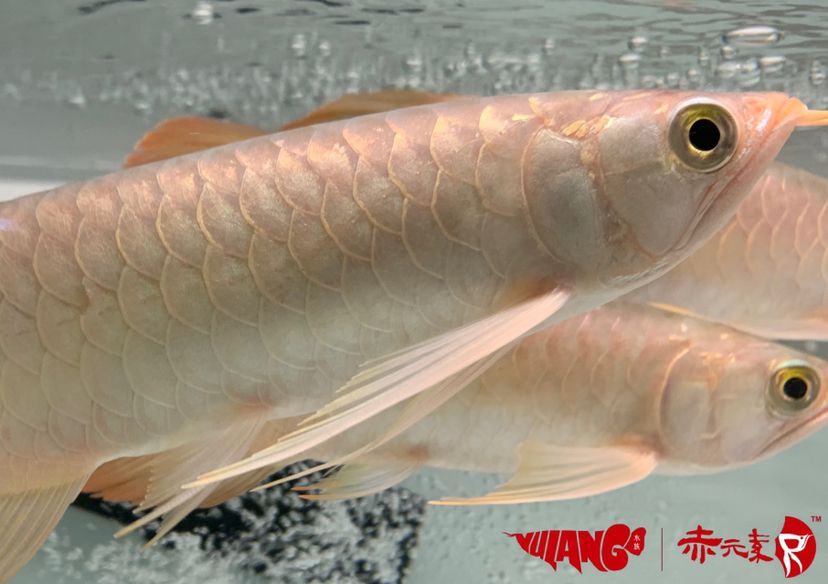 最新批次赤元素紅龍幼魚安全到達(dá)御瀾閣 赤元素 第6張 最新批次赤元素紅龍幼魚安全到達(dá)御瀾閣 最新批次赤元素紅龍幼魚安全到達(dá)御瀾閣 赤元素 第6張