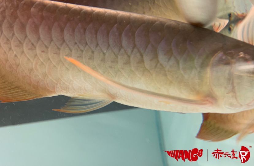 最新批次赤元素紅龍幼魚安全到達(dá)御瀾閣 赤元素 第7張 最新批次赤元素紅龍幼魚安全到達(dá)御瀾閣 最新批次赤元素紅龍幼魚安全到達(dá)御瀾閣 赤元素 第7張