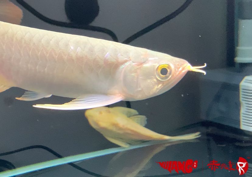 最新批次赤元素紅龍幼魚安全到達(dá)御瀾閣 赤元素 第8張 最新批次赤元素紅龍幼魚安全到達(dá)御瀾閣 最新批次赤元素紅龍幼魚安全到達(dá)御瀾閣 赤元素 第8張
