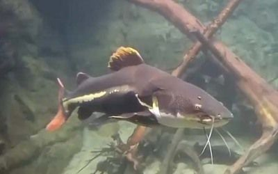金龍魚胡子斷了一半：如何判斷金龍魚胡子是否傷害根部