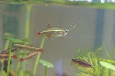 金龍魚胡子斷了一半：如何判斷金龍魚胡子是否傷害根部