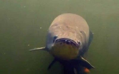金龍魚胡子斷了一半：如何判斷金龍魚胡子是否傷害根部