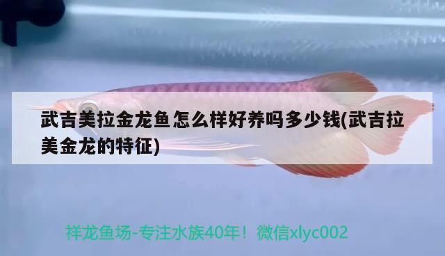武吉美拉金龍魚怎么樣好養嗎多少錢(武吉拉美金龍的特征)
