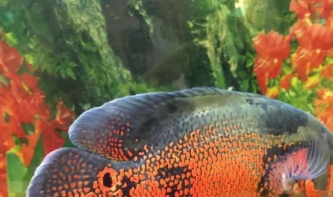 大型兇猛觀賞魚排名（大型兇猛觀賞魚的觀賞魚的品種有許多，羅漢魚兇猛是它的天性） 大型兇猛觀賞魚排名（大型兇猛觀賞魚的觀賞魚的品種有許多，羅漢魚兇猛是它的天性） 泗水龍魚 第4張