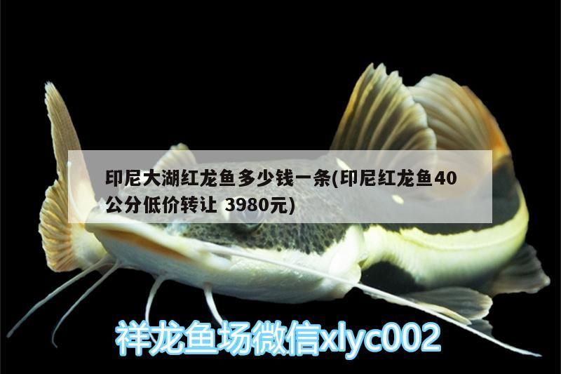 印尼大湖紅龍魚多少錢一條(印尼紅龍魚40公分低價轉讓3980元)