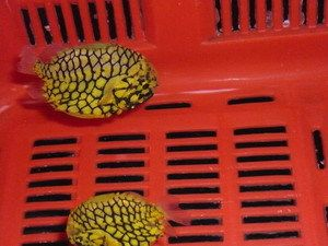 海南海水觀賞魚加盟店有哪些（海南海水觀賞魚加盟店可以從以下幾個方面進行了解） 海南海水觀賞魚加盟店有哪些（海南海水觀賞魚加盟店可以從以下幾個方面進行了解） 新加坡三巴旺 第4張