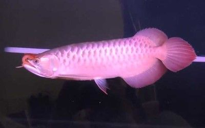 龍魚出現紅色斑塊怎么辦