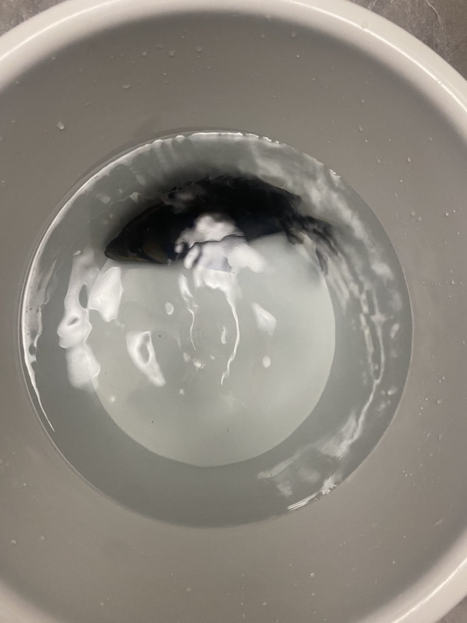 買虎魚