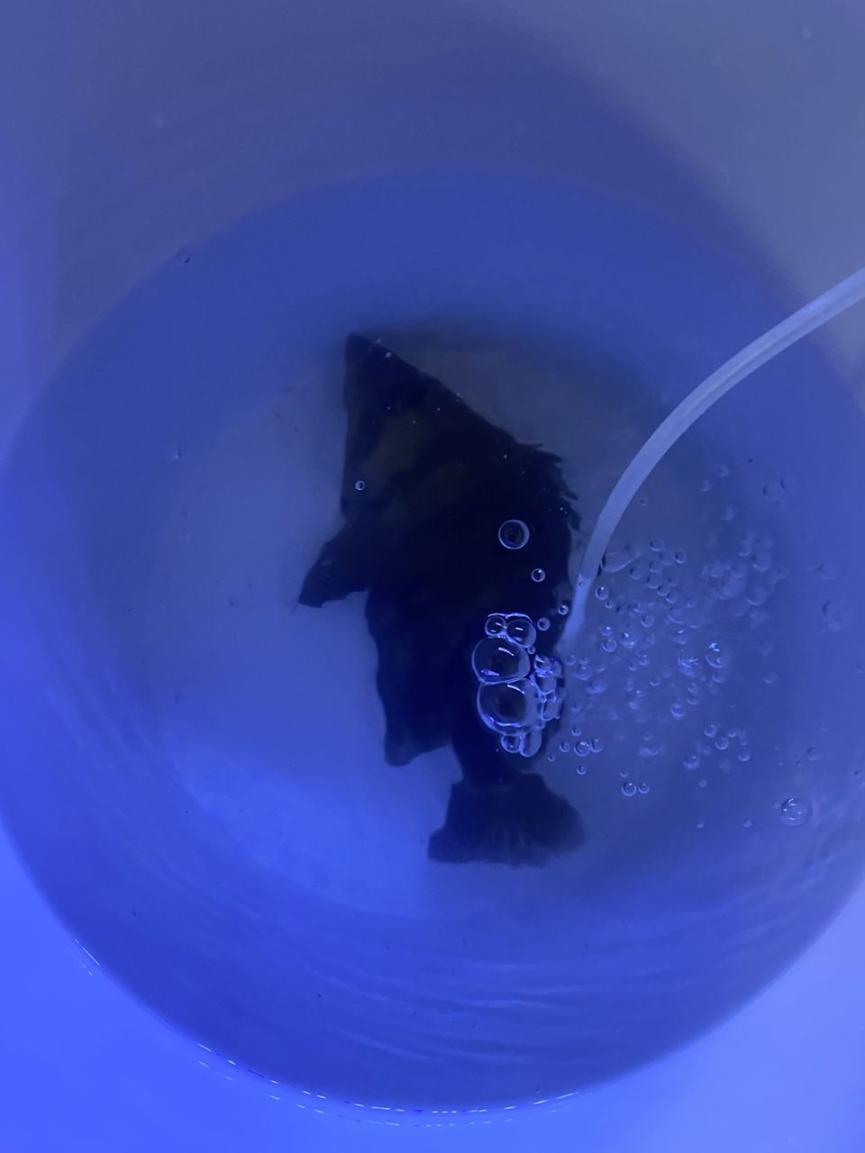買虎魚