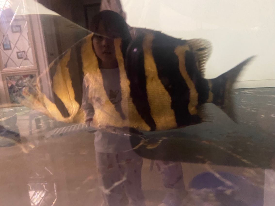 買虎魚