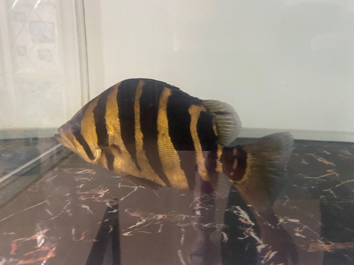 龍魚招財有沒有科學依據(jù)，養(yǎng)龍魚有哪些風水說法？
