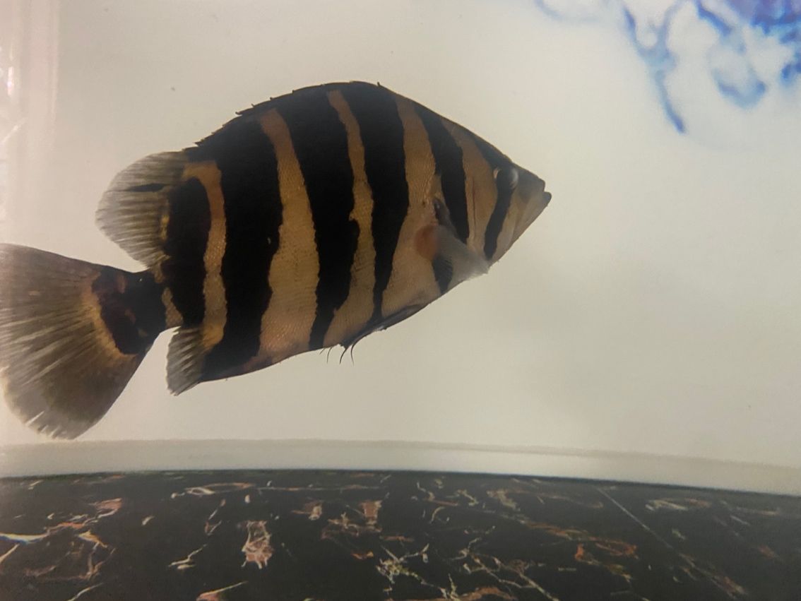 買虎魚