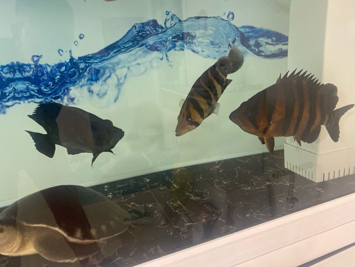 買虎魚