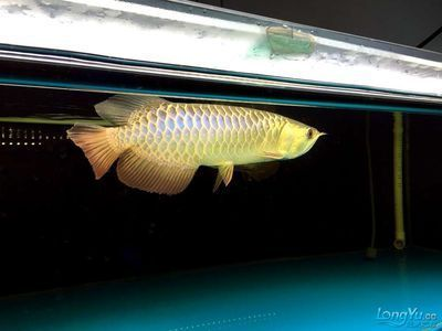 古典藍龍魚用什么燈好看呢