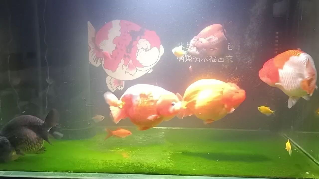 這個狀態還針不戳