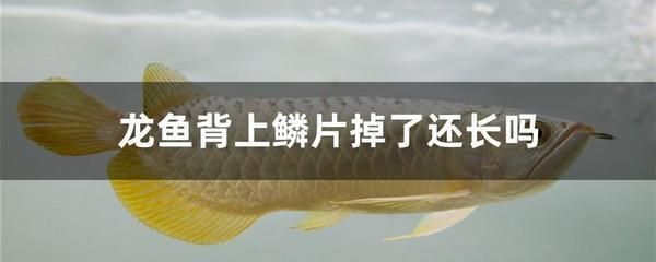 紅龍魚品牌推薦一下怎么寫文案：紅龍魚品牌對比評測紅龍魚市場價格趨勢紅龍魚市場價格趨勢 紅龍魚品牌推薦一下怎么寫文案：紅龍魚品牌對比評測紅龍魚市場價格趨勢紅龍魚市場價格趨勢 紅龍魚百科 第1張