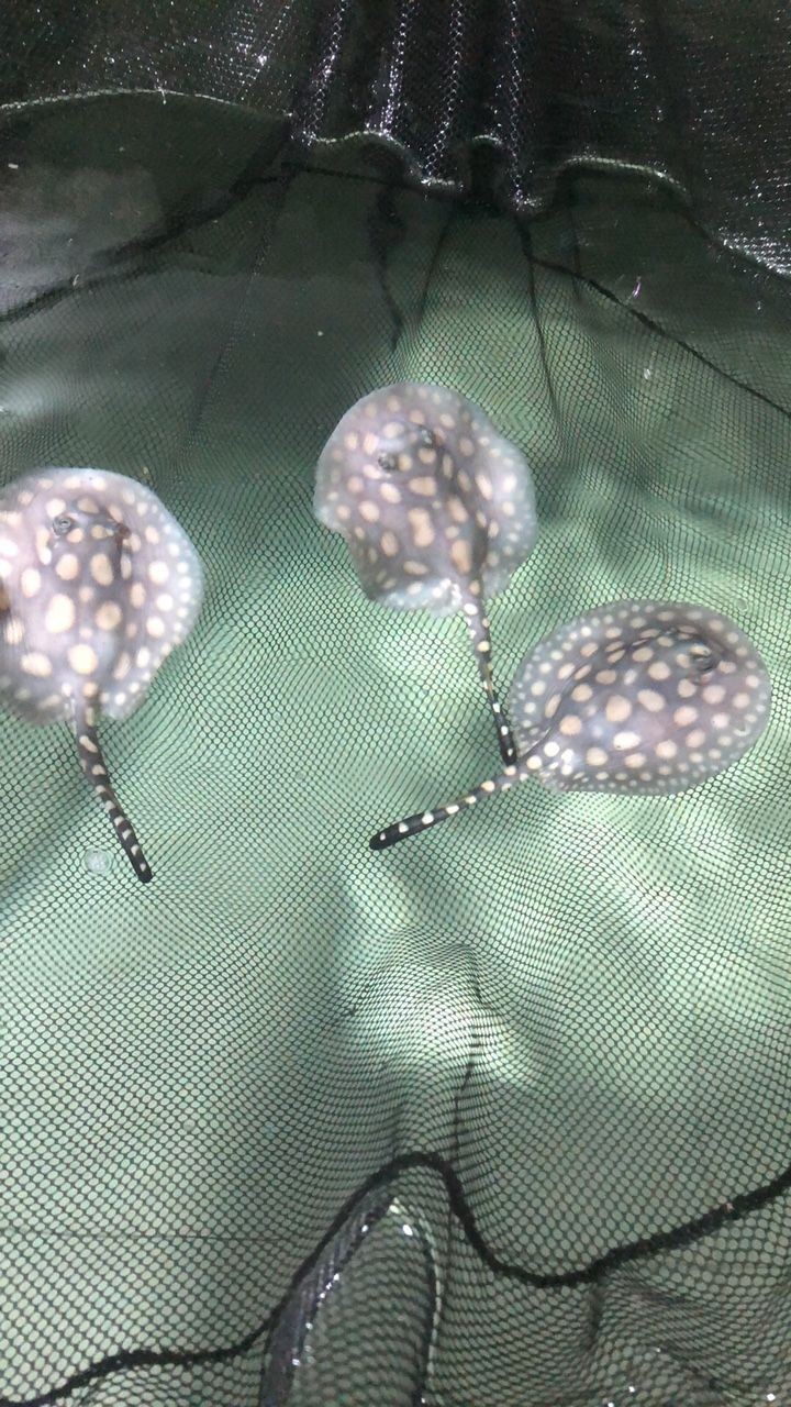 新出爐的魟魚哥三