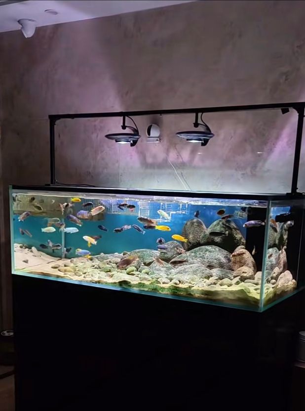 好魚