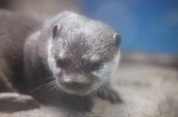 水族館門票圖片真實：關于水族館門票圖片的真實性問題