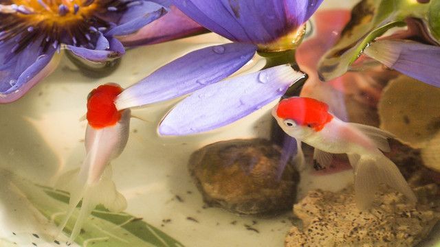 觀賞魚小白魚怎么養殖（觀賞魚小白魚的養殖技術）