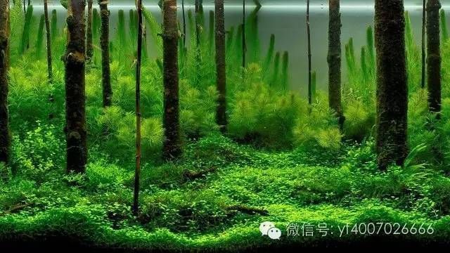 寧國市津河西路在水一方水族館（寧國水立方國際水會價格）