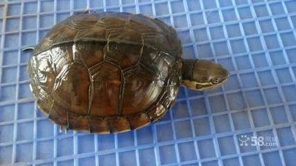 虎門賣觀賞魚的地方（虎門賣觀賞魚的地點）