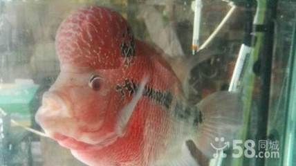 虎門賣觀賞魚的地方（虎門賣觀賞魚的地點）