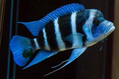1米魚缸養(yǎng)幾條薩伊藍(lán)鯉魚好：1米長(zhǎng)的魚缸適合養(yǎng)什么樣的魚？