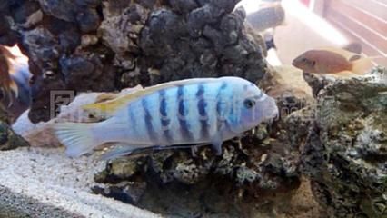 1米魚缸養(yǎng)幾條薩伊藍(lán)鯉魚好：1米長(zhǎng)的魚缸適合養(yǎng)什么樣的魚？
