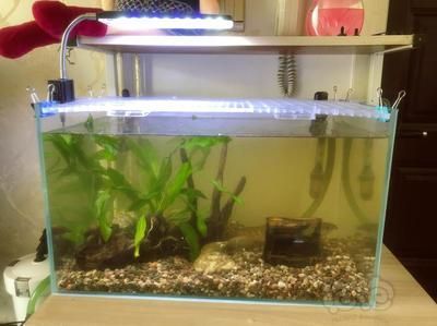 雷龍魚用馬印如何養：如何使用馬印產品來飼養雷龍魚