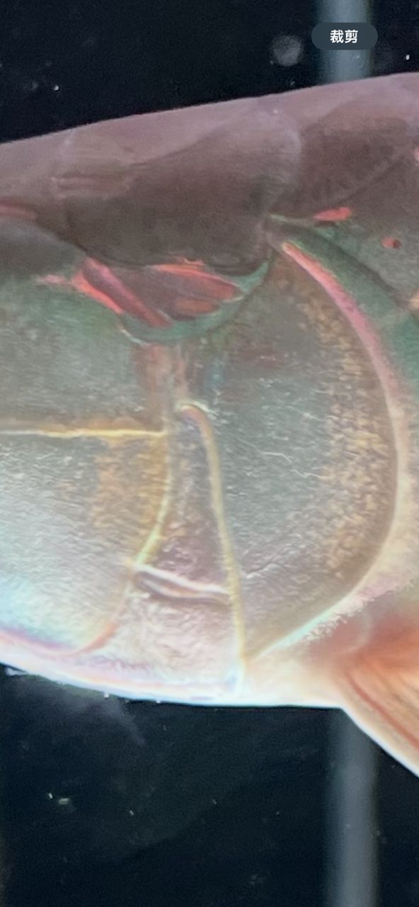 記錄一下發色過程