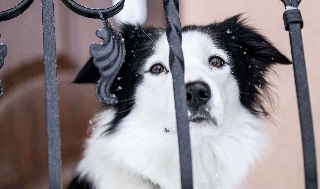 黑龍江觀賞魚養殖基地有哪些公司（黑龍江觀賞魚養殖基地有哪些公司名稱）