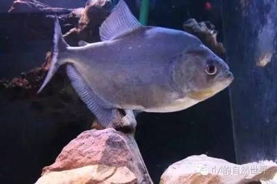 虎魚種類價格：泰國虎魚價格是多少
