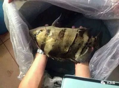 虎魚種類價格：泰國虎魚價格是多少