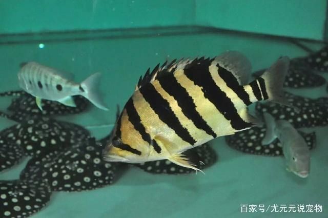 印尼虎魚飼養方法和技巧視頻：\"印尼虎魚飼養方法和技巧視頻