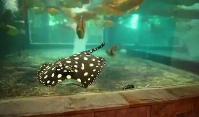 魟魚(yú)下鹽的正確方法是什么：魟魚(yú)下鹽的正確方法