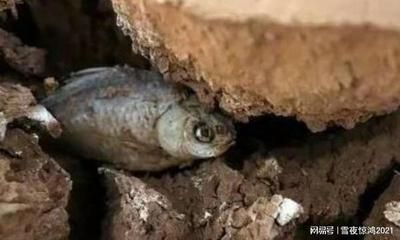 非洲長在土里的魚（非洲干旱地區的生態系統非洲干旱地區的生態系統是一個復雜的網絡）