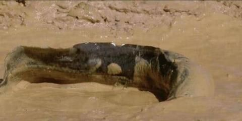 非洲長在土里的魚（非洲干旱地區的生態系統非洲干旱地區的生態系統是一個復雜的網絡）