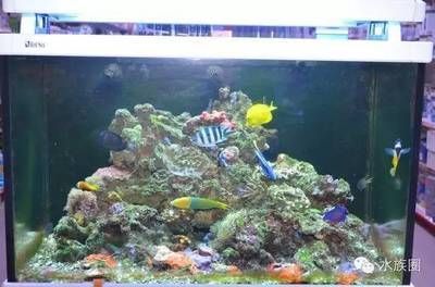 海水缸論壇（海水缸十大品牌排行榜） 海水缸論壇（海水缸十大品牌排行榜） 赤元素 第1張